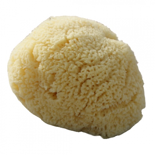 natural baby sponge